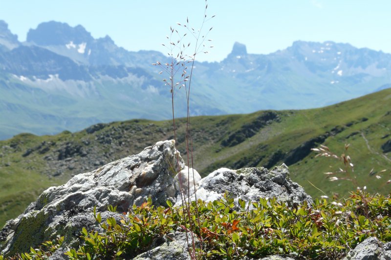 10-la montagne d'Outray, la flore